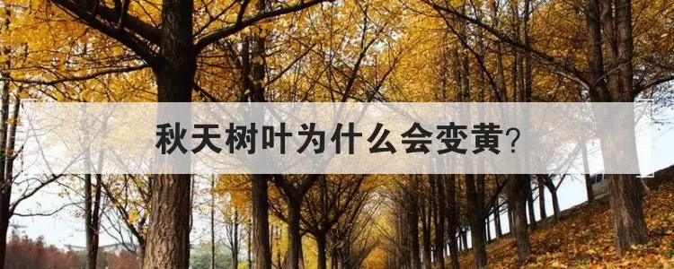 春季叶子为甚么会变黄