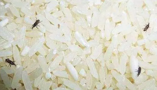 米生虫最好的体例是若何处理