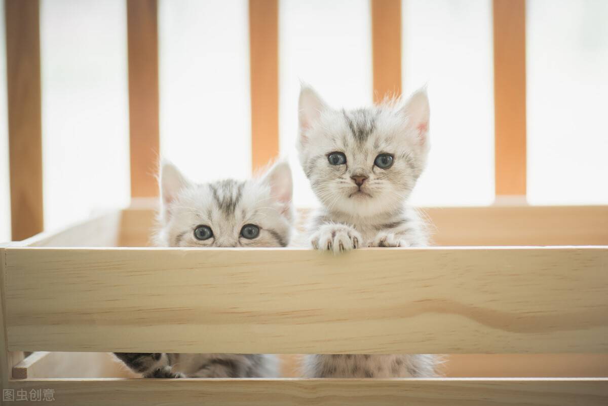 猫为甚么喜好盒子(猫被关在纸箱里12小时)