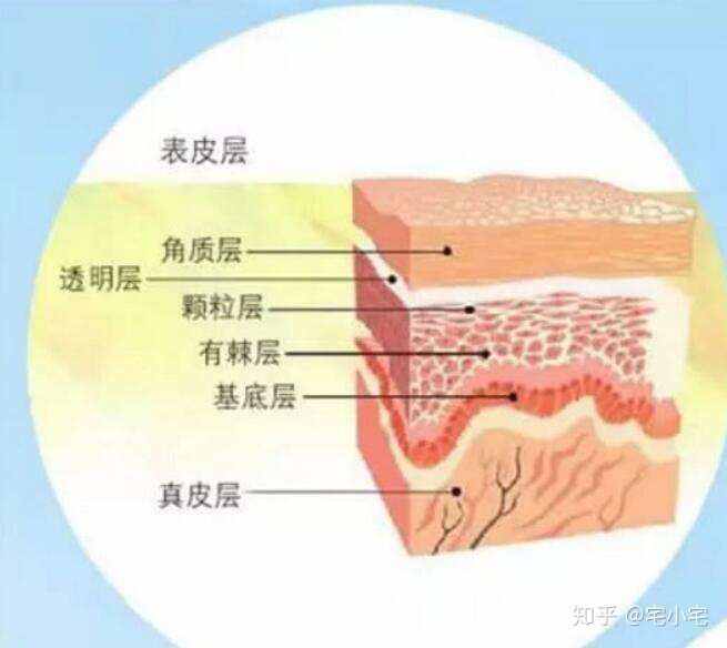 角质层是甚么（角质层是那里）