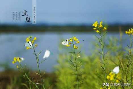 立夏为甚么要吃蛋（仲春二为甚么要吃鸡蛋）