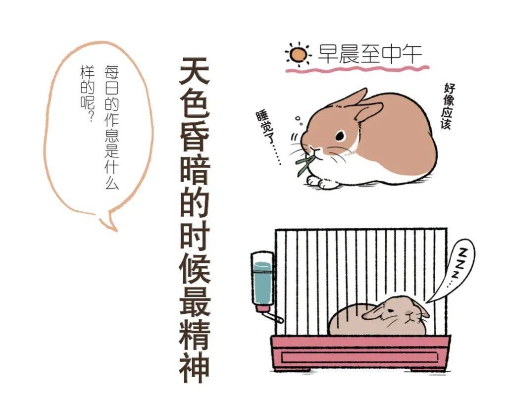 若何养宠物兔(兔子怎样养它会和你熟)