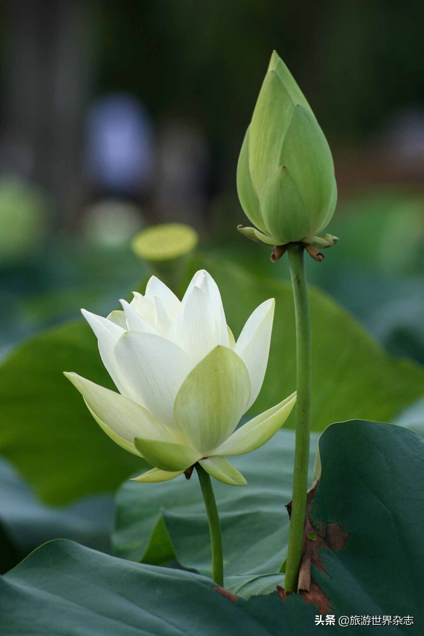 白莲花甚么意义（“白莲花”正名）