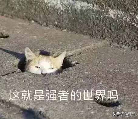 猫闻到臭脚后为甚么会伸开嘴（闻了你的脚鸭子）