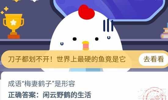宠物龙猫是猫吗（宠物龙猫是猫吗）