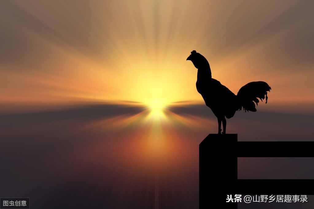 公鸡打鸣 母鸡下蛋（养的公鸡早晨8点就无端打鸣）