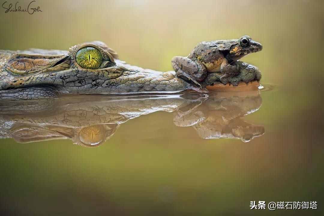 鳄鱼流眼泪（鳄鱼为甚么会流眼泪）