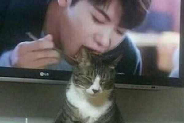 吸猫甚么意义啊（吸猫是甚么梗）