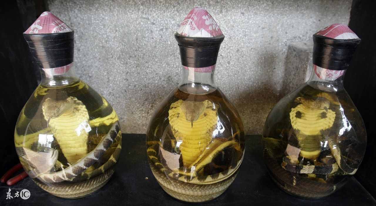 蛇酒有毒吗（活毒蛇泡酒有毒吗）