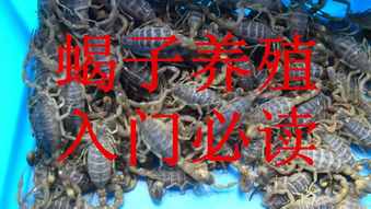 被蝎子蛰了怎样办（被蝎子蛰了怎样办）