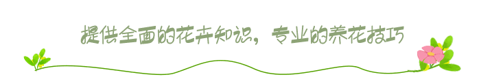多肉玉露怎样养(玉露爆盆怎样处置)