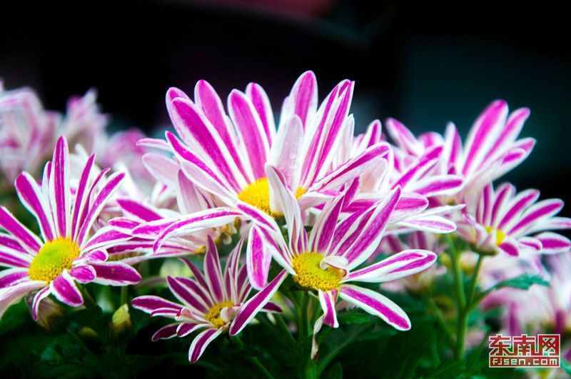 重阳节来源（重阳节）
