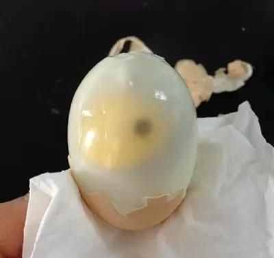 毛鸡蛋是甚么（毛鸡蛋是甚么工具）