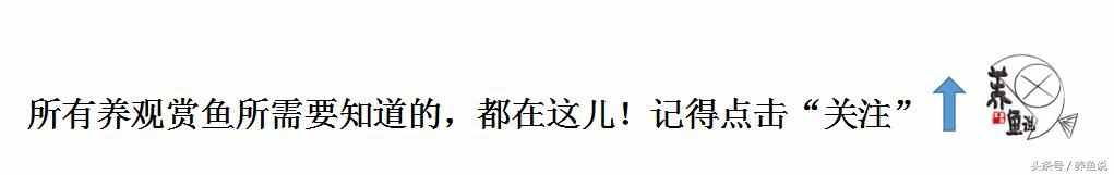 孔雀鱼烂尾（孔雀鱼）