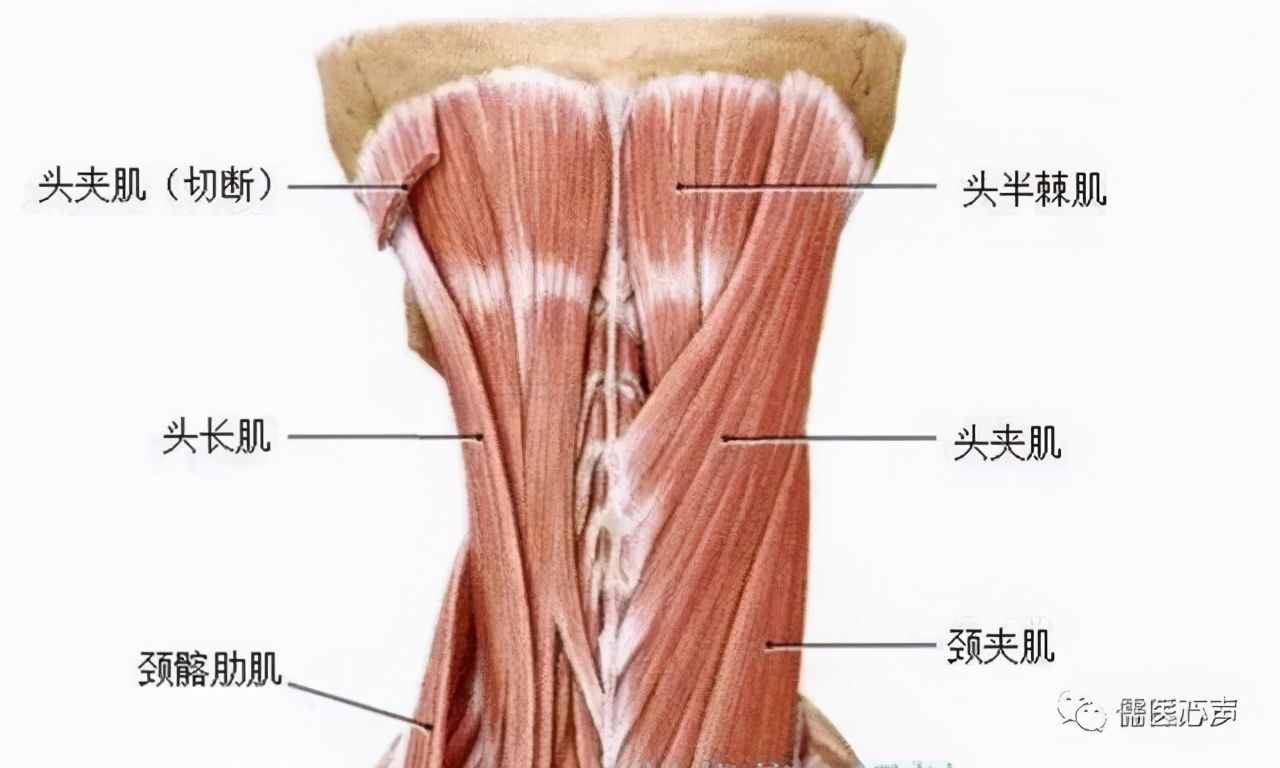 贫贱包怎样构成的（贫贱包'是甚么？）