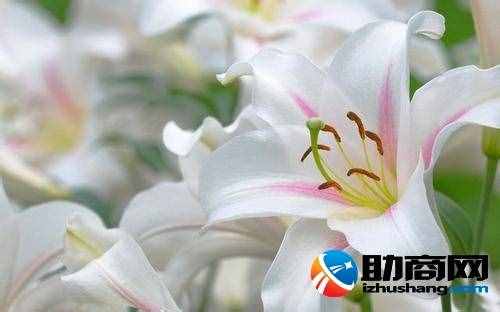 百合的功能与感化及食用方式（百合的功能与食用方式）