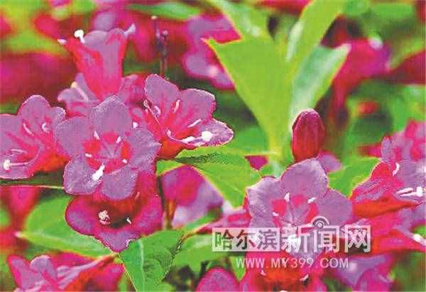 哈尔滨花草（冰城小众花）