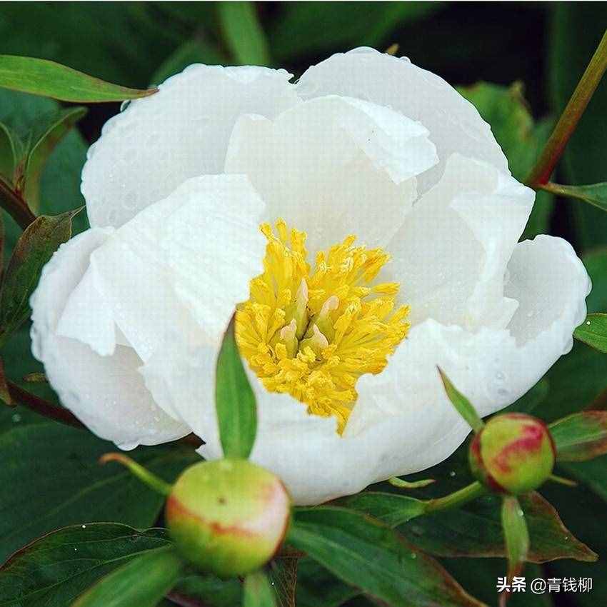 白芍莳植（绿色食物质料白芍莳植手艺规程）