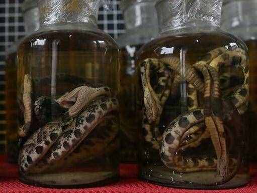 蛇酒有毒吗（毒蛇泡酒有毒吗）