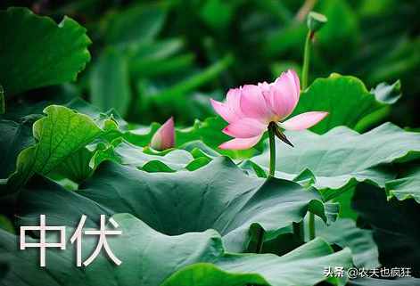 头伏饺子二伏面（鄙谚“头伏饺子二伏面”）