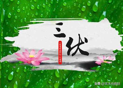 头伏饺子二伏面（伏天到，鄙谚“头伏饺子二伏面”）