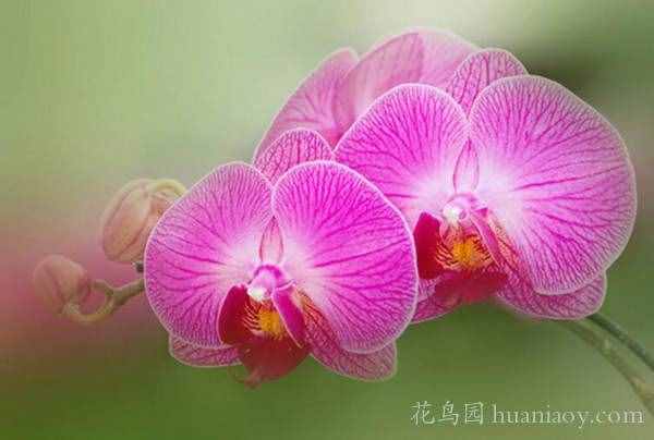 胡蝶兰甚么时辰着花（胡蝶兰甚么时辰着花季候）