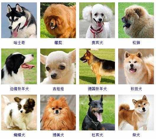 宠物狗的种类（178个宠物狗种类图片大全）