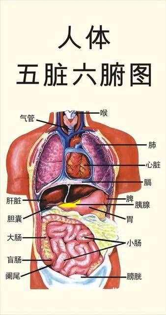 五脏六腑的功效（人体中运转的功效干系）