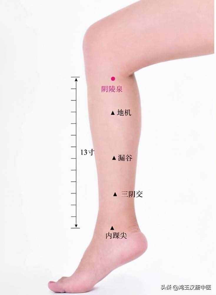 阴陵泉穴位（记着阴陵泉这个穴位）