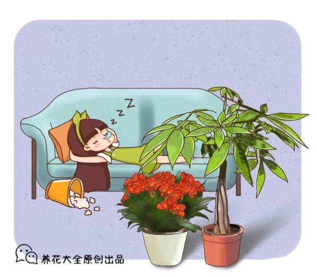 家里养甚么花好（适合家里养的32莳花）