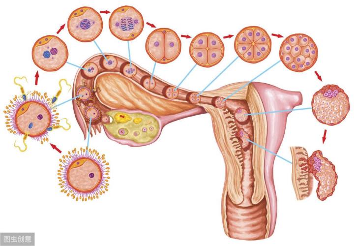 有身多久乳房会胀痛(着床胜利的第一感受)