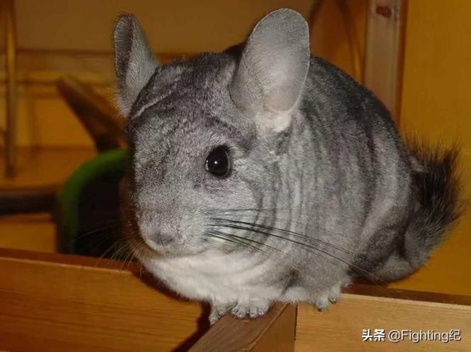 龙猫是甚么植物（为甚么不倡议养龙猫）