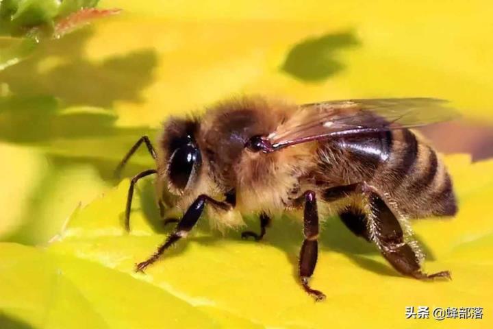 蜜蜂的习惯（蜜蜂特色糊口习惯）