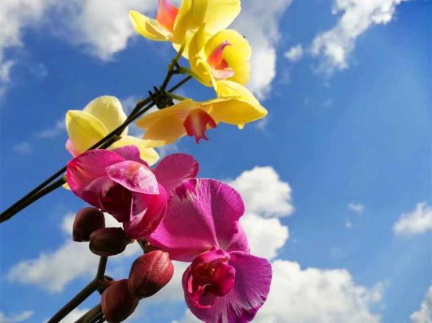 胡蝶兰甚么时辰着花（胡蝶兰甚么季候着花甚么时辰着花）