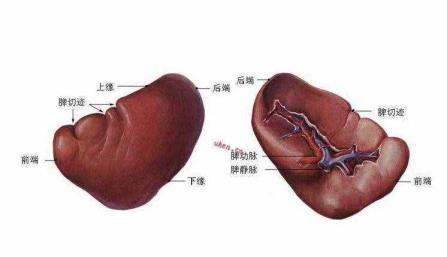 效应b细胞（效应b细胞的感化）
