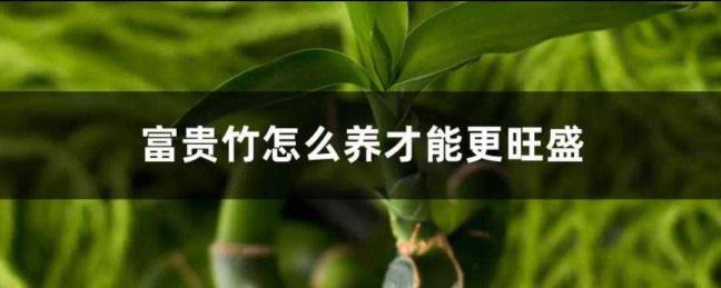 贫贱竹的养殖方式（贫贱竹怎样水养才畅旺）