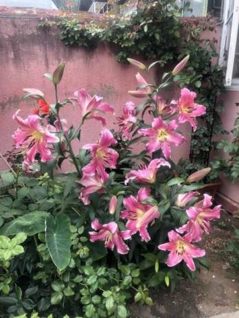 百合花莳植（百合种球莳植最好时候）