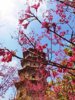 植树节手抄报内容50字（植树节内容大全简略）