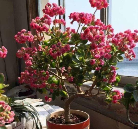 长命花的养殖体例和注重事变（长命花浇水的准确体例）