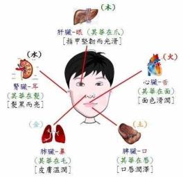 五官是指哪些（人的五官精确是哪五官）