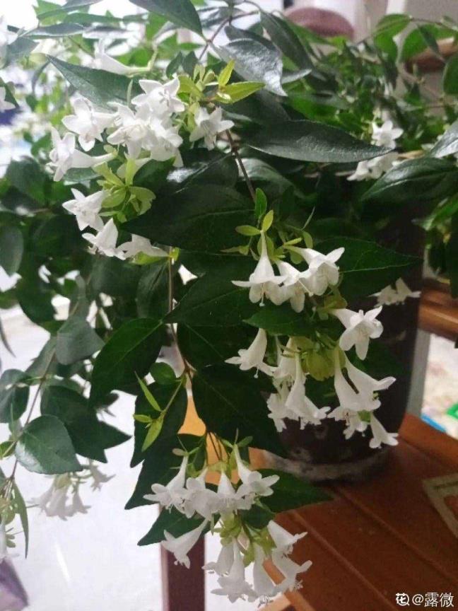 夜来香甚么时辰着花（夜来香甚么时辰着花）