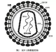 多久检测艾滋病(普通人多久能够解除艾滋病)