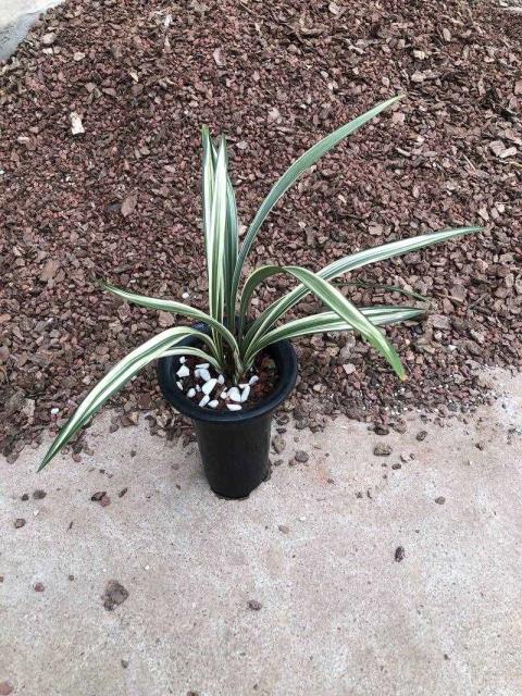 兰花的莳植方式（盆栽兰花养殖方式）
