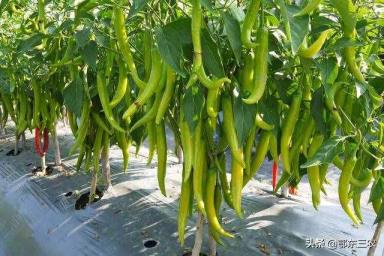 畅销是甚么意义（畅销产物的促销打算）