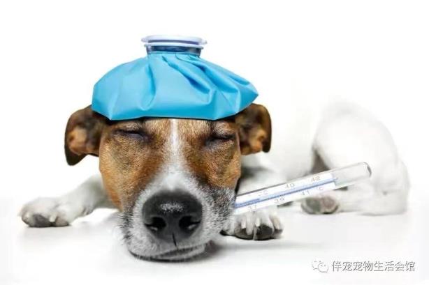 狗狗疫苗多久打完(狗狗疫苗齐备要几个月)