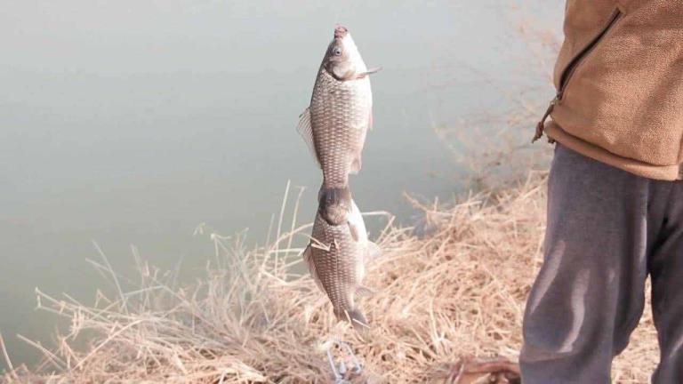 红虫拉饵（小黄面和甚么搭配钓鲤鱼）