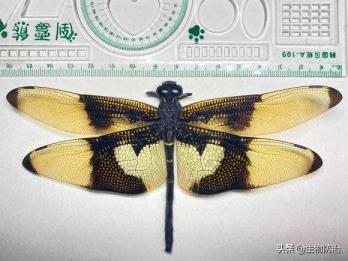 蜻蜓的特色（蜜蜂有哪些特色和身手）