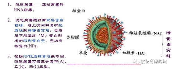 病毒伤风多久能好(细菌沾染发烧四大特色)