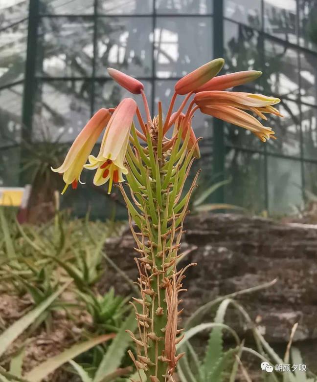 纹瓣兰（兰花莳植最好季候）