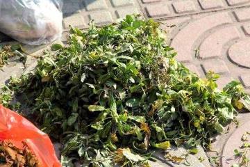 三月三荠菜煮鸡蛋是啥意义（三月三荠菜花煮鸡蛋）